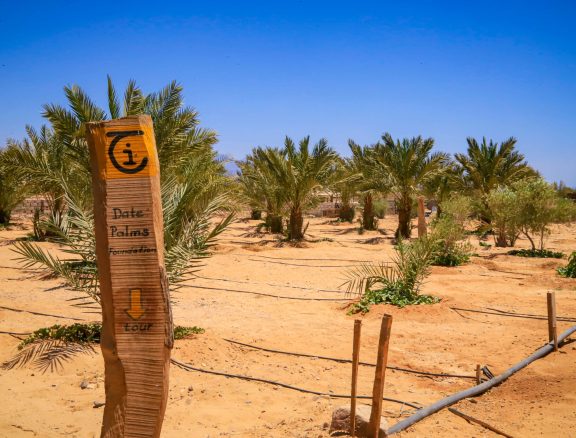 Supporting women, youth, and community projects that nurture sustainable livelihoods in South Sinai.