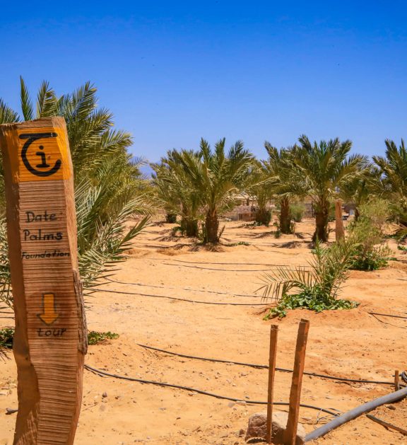 Supporting women, youth, and community projects that nurture sustainable livelihoods in South Sinai.