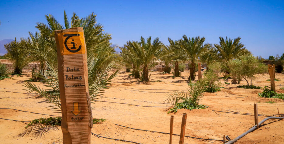 Supporting women, youth, and community projects that nurture sustainable livelihoods in South Sinai.
