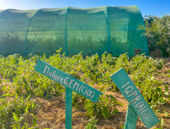 A pioneering regenerative farm turning desert sand into fertile soil and healthy local food.