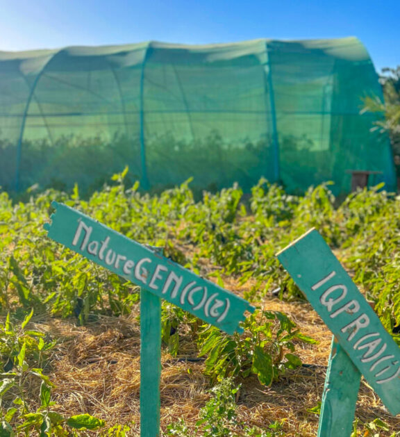 A pioneering regenerative farm turning desert sand into fertile soil and healthy local food.