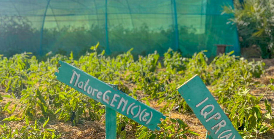 A pioneering regenerative farm turning desert sand into fertile soil and healthy local food.