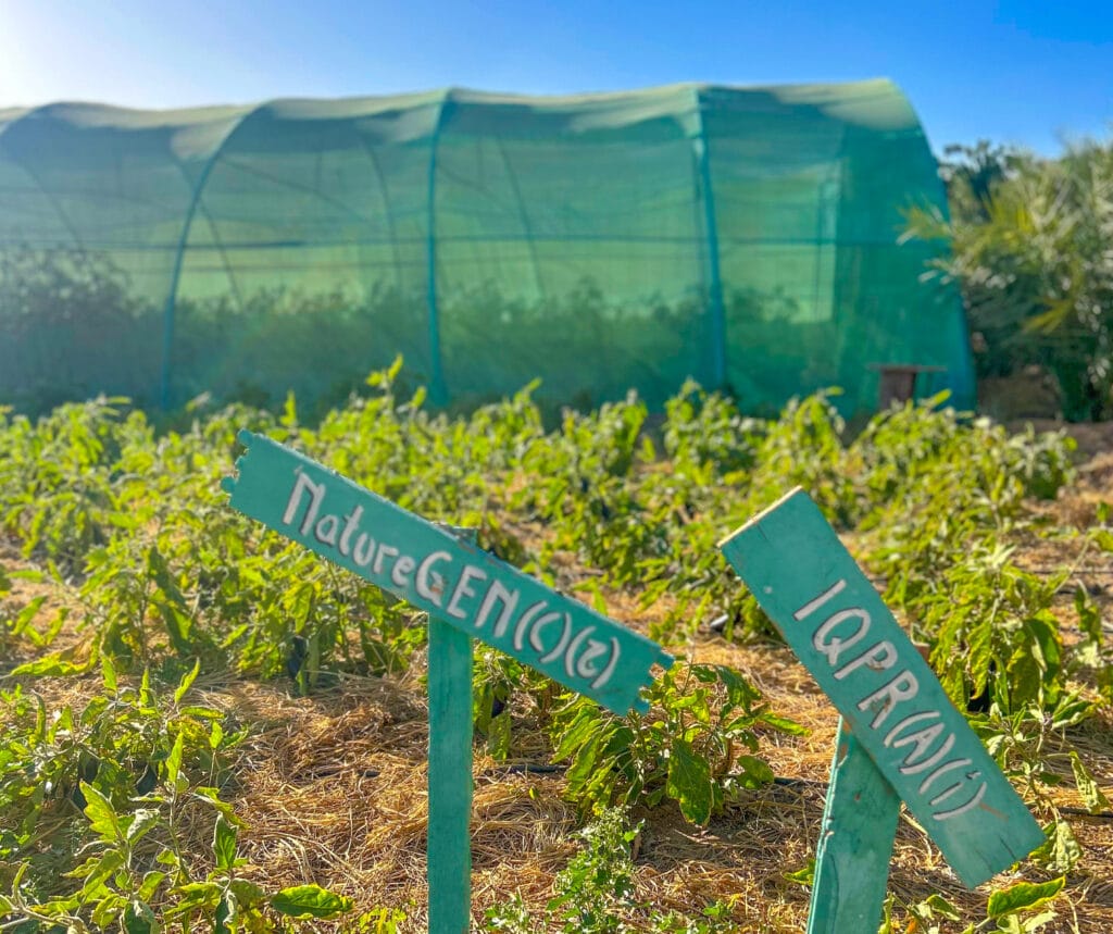 A pioneering regenerative farm turning desert sand into fertile soil and healthy local food.