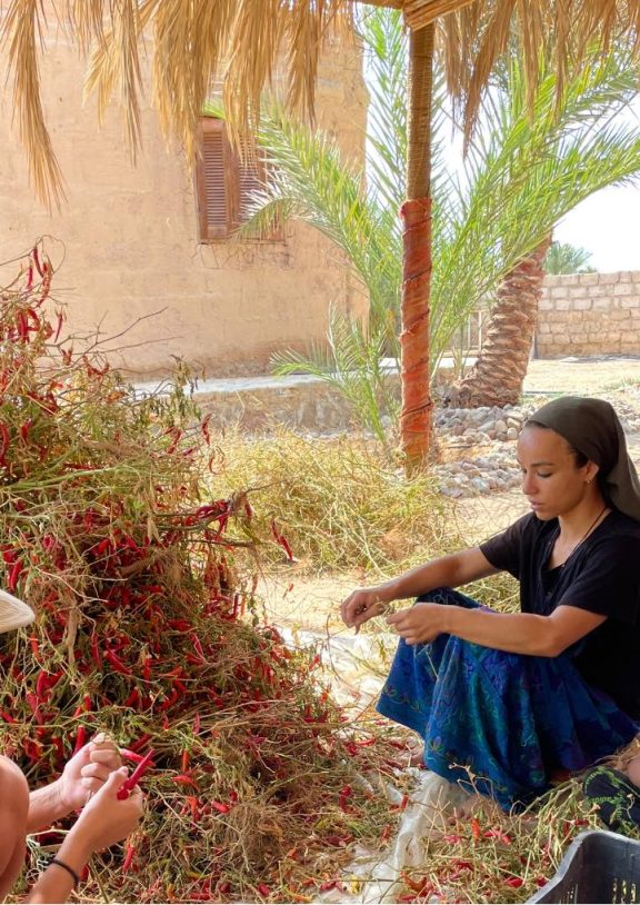 A living research site for desert agriculture, soil restoration, and sustainable food systems. 