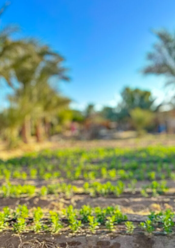 Established in 2013, the Sinai Date Palm Foundation is bringing new means of sustainable income to the local community