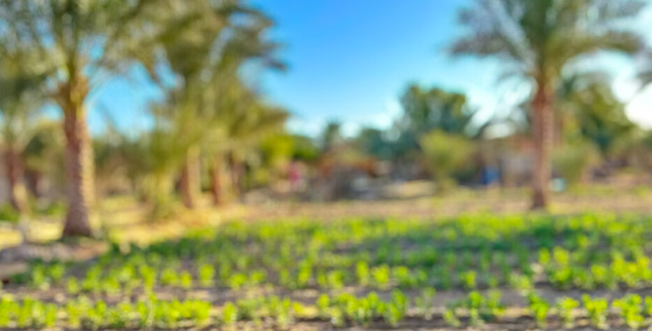 Established in 2013, the Sinai Date Palm Foundation is bringing new means of sustainable income to the local community